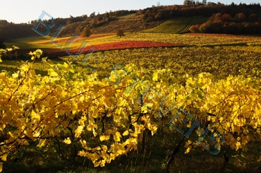 denbies vineyard